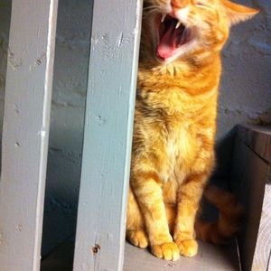 Meet your Posher, Maureen